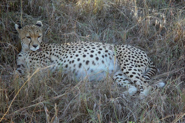 African Heritage - Gepard