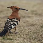 African Hoopoe