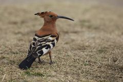 African Hoopoe