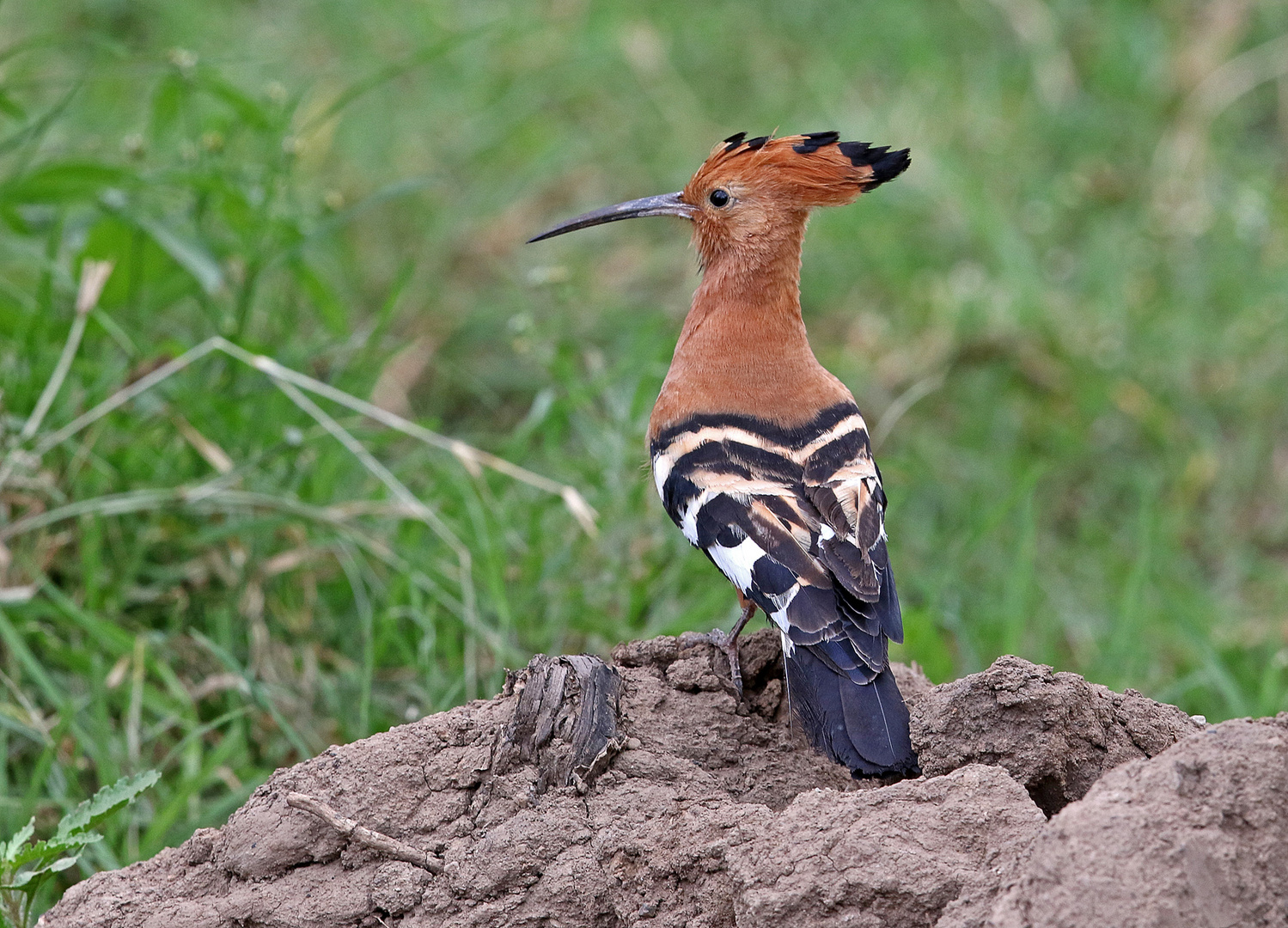 African Hoopoe