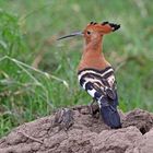 African Hoopoe