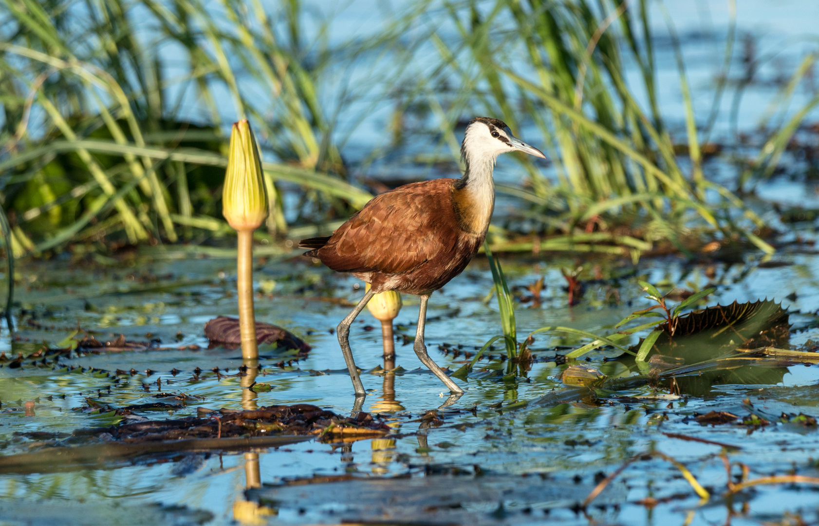 African Jacana