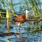 African Jacana