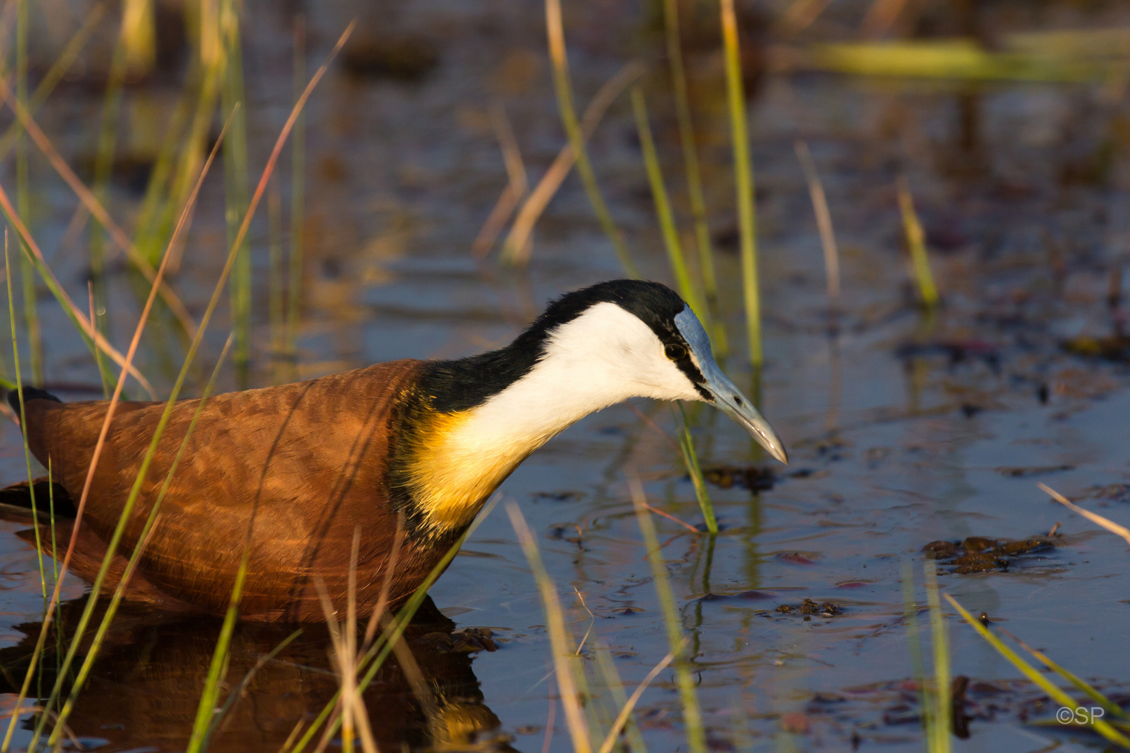 African Jacana