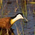 African Jacana