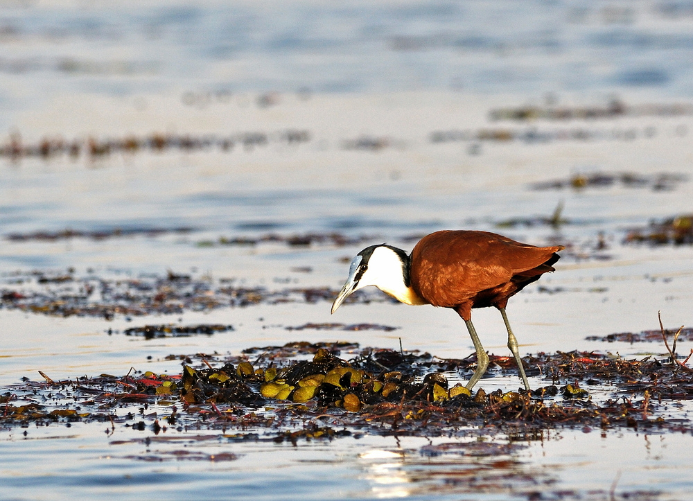 African jacana