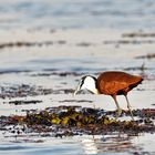 African jacana