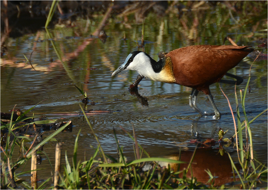 African Jacana ...