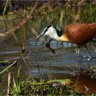 African Jacana ...