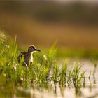 African Jacana 