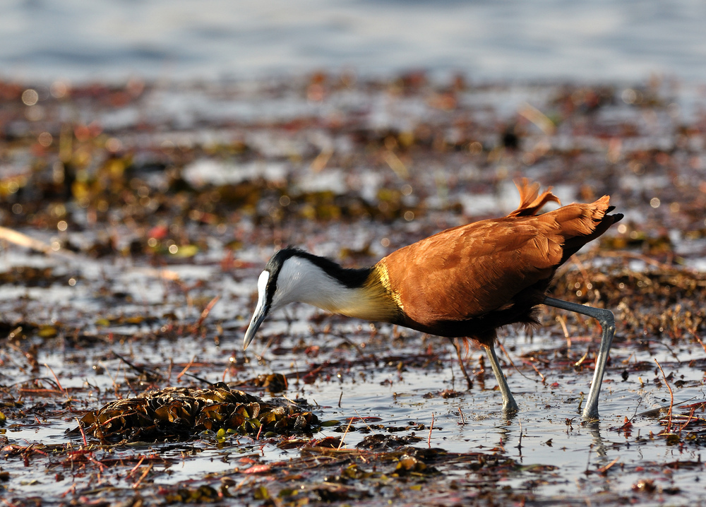 African jacana