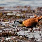 African jacana