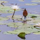 African Jacana - Blaustirn-Blatthühnchen