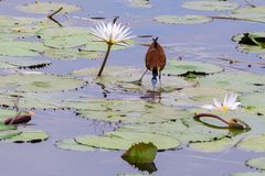 African Jacana - Blaustirn-Blatthühnchen