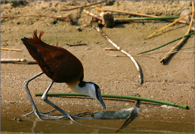 african jacana