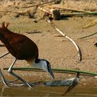 african jacana