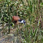 African jacana