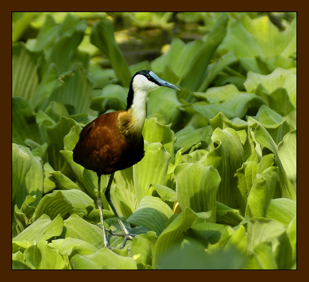 African Jacana