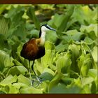 African Jacana