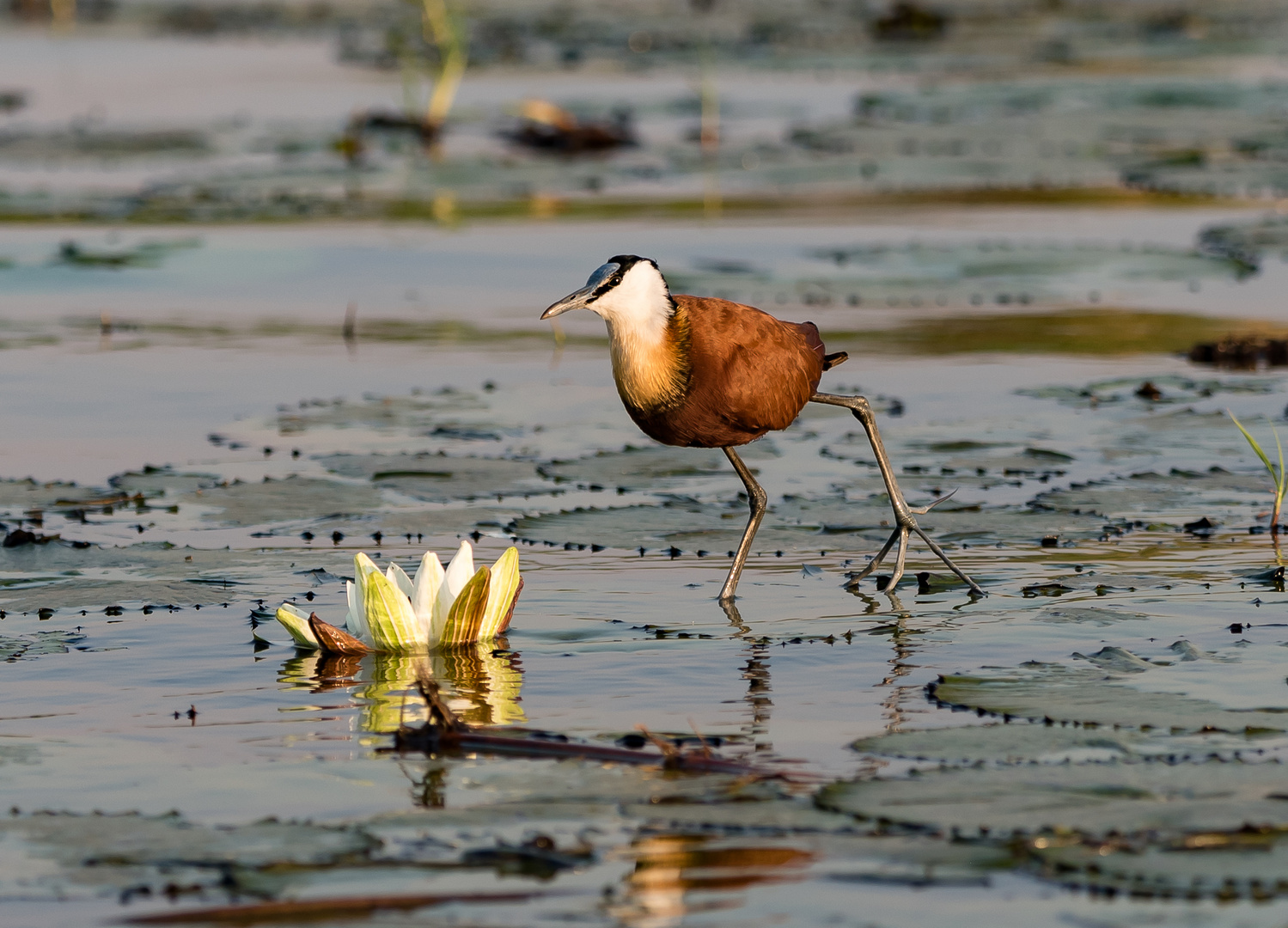 African Jacana im Seerosenbett