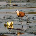 African Jacana im Seerosenbett