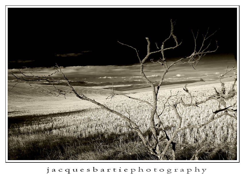 African Landscape