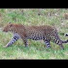 African leopard (Panthera pardus pardus)