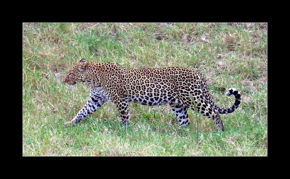 African leopard (Panthera pardus pardus)