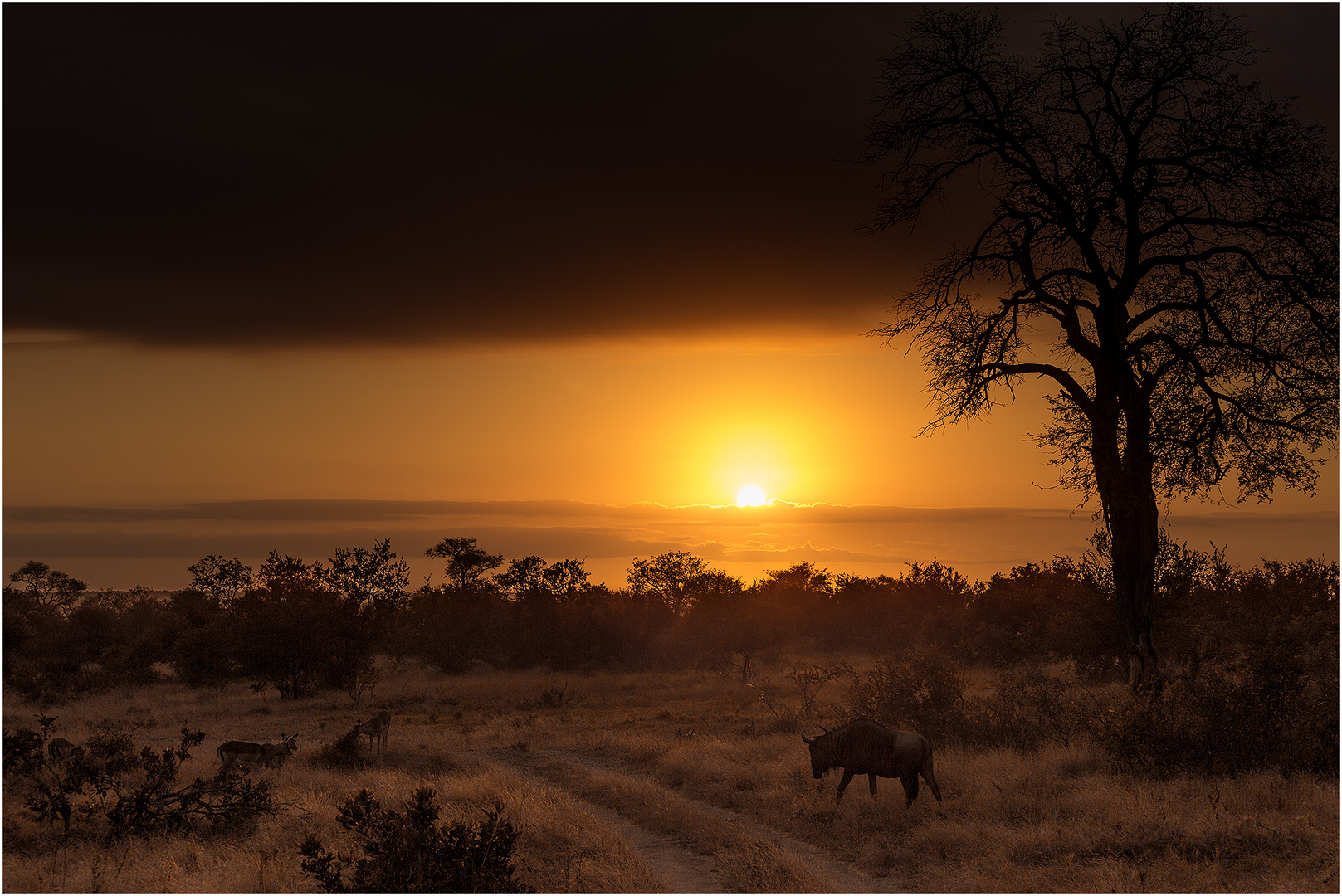 African Light