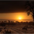 African Light