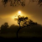 African lights-