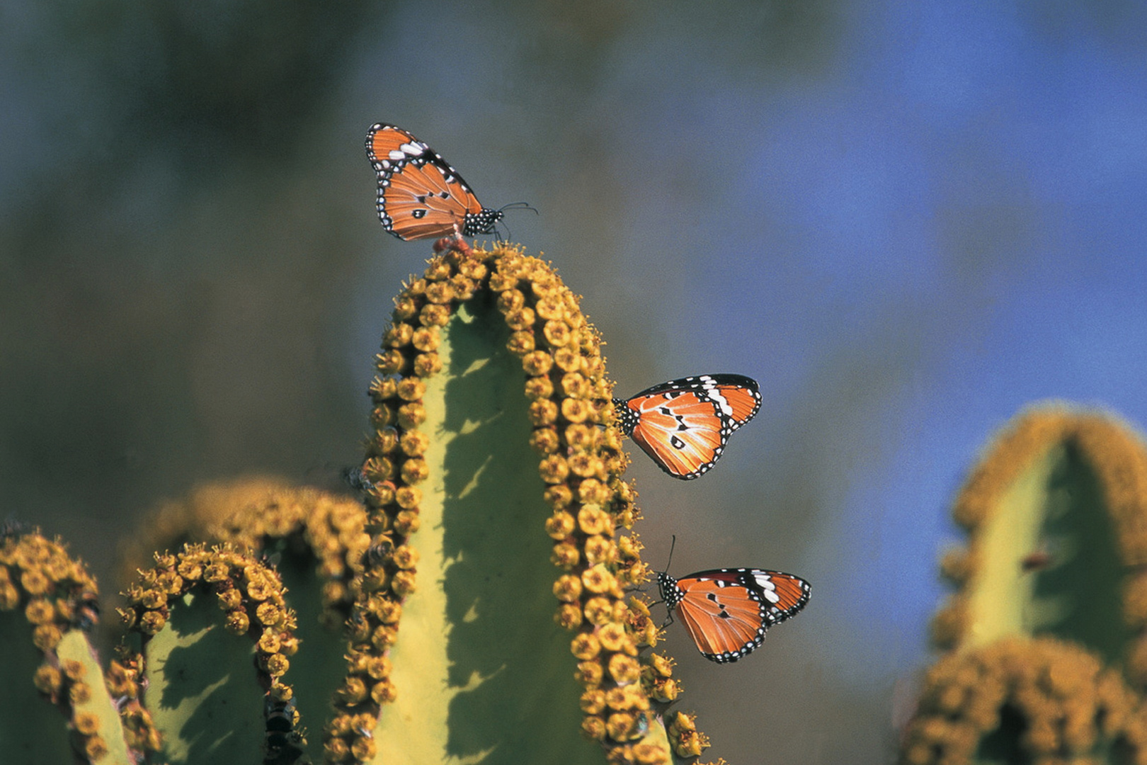 African Monarch