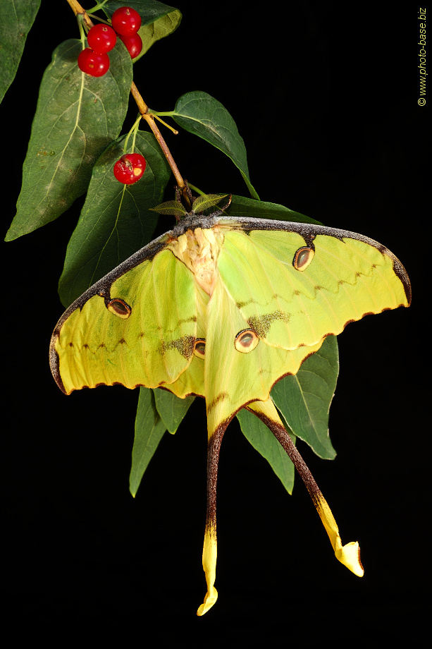 African Moon Moth (Argema mimosae)