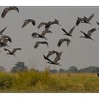 African Open-billed Stork