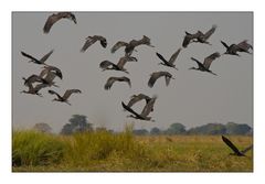 African Open-billed Stork