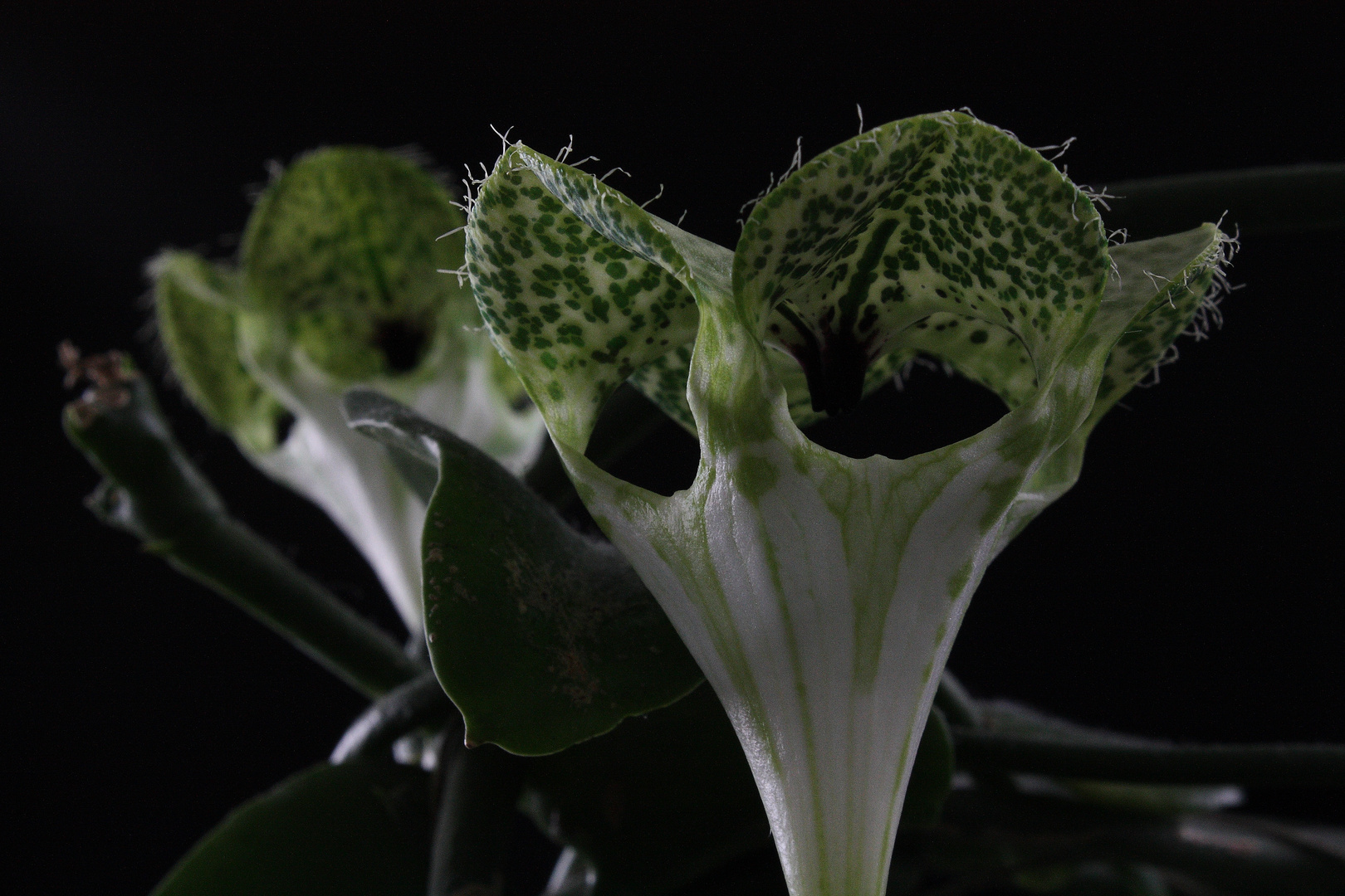 African Parachute Plant