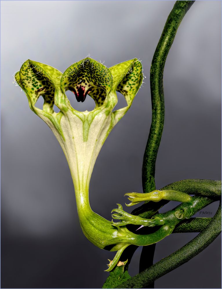 African Parachute Plant Blossom