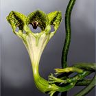 African Parachute Plant Blossom