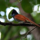 African-Paradise-Flycatcher