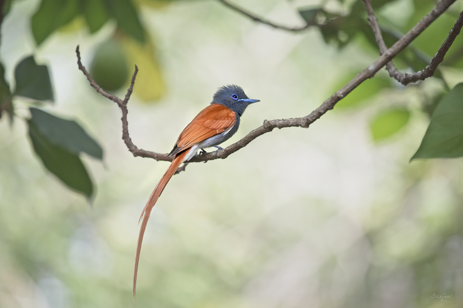 African Paradise Flycatcher 