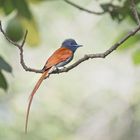 African Paradise Flycatcher 