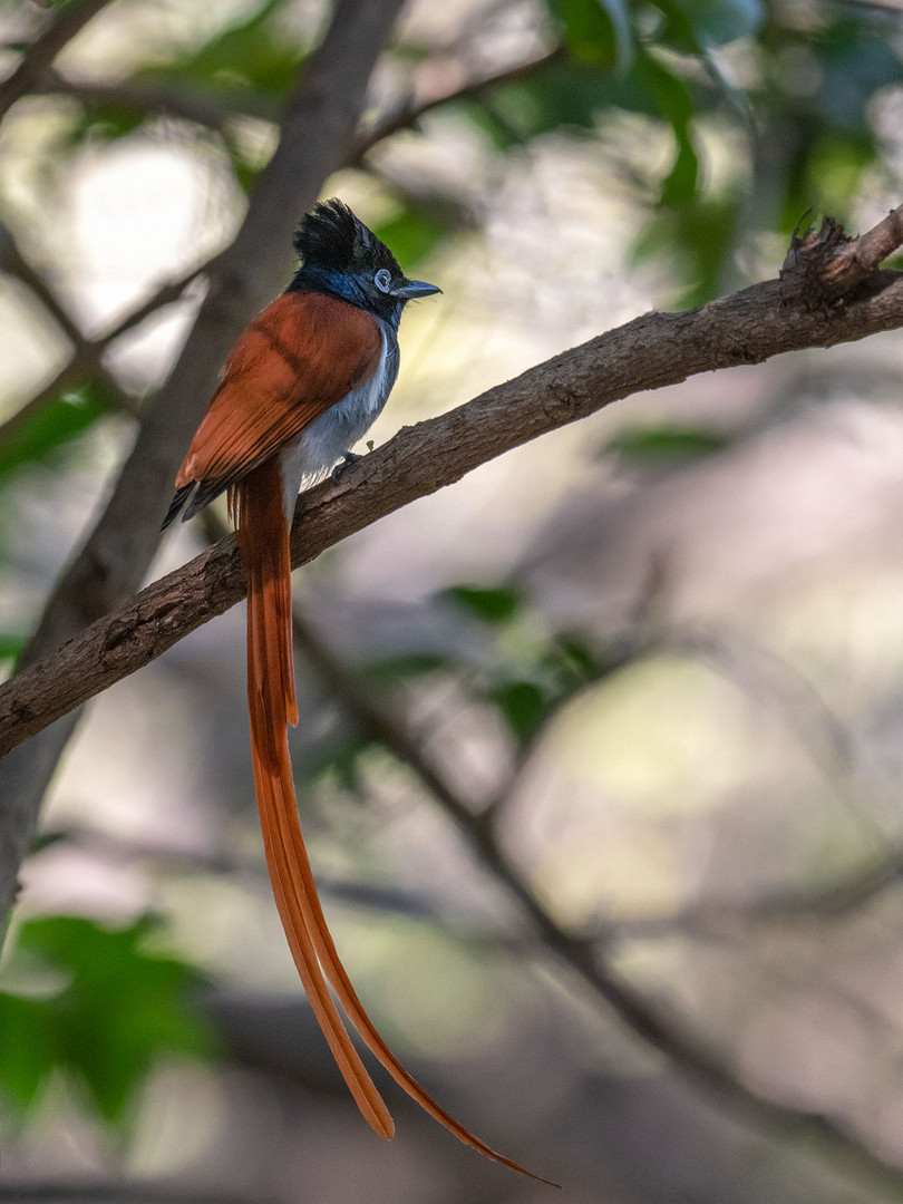 African Paradise Flycatcher