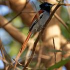 African paradise flycatcher