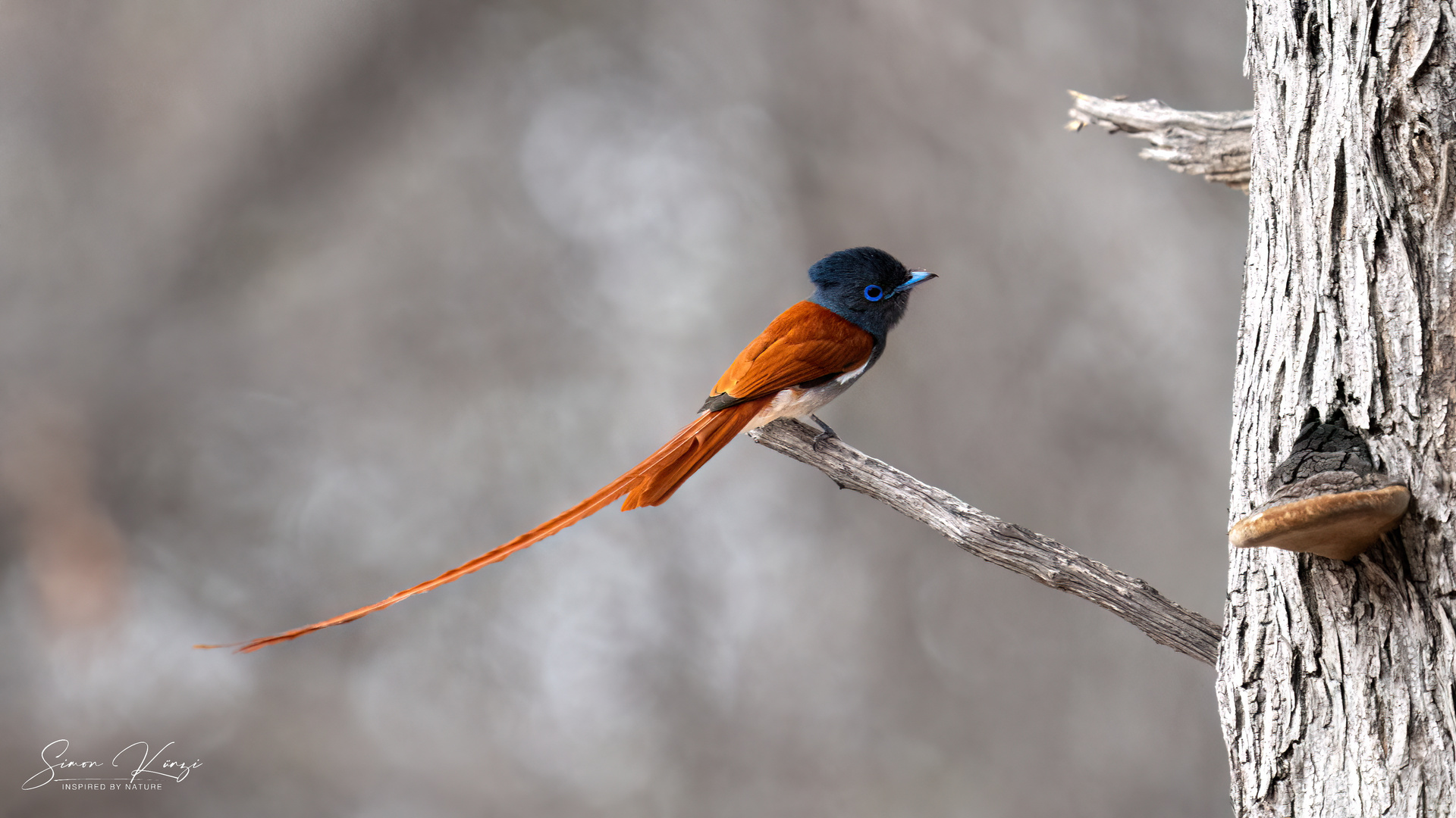 African Paradise Flycatcher