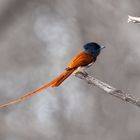 African Paradise Flycatcher