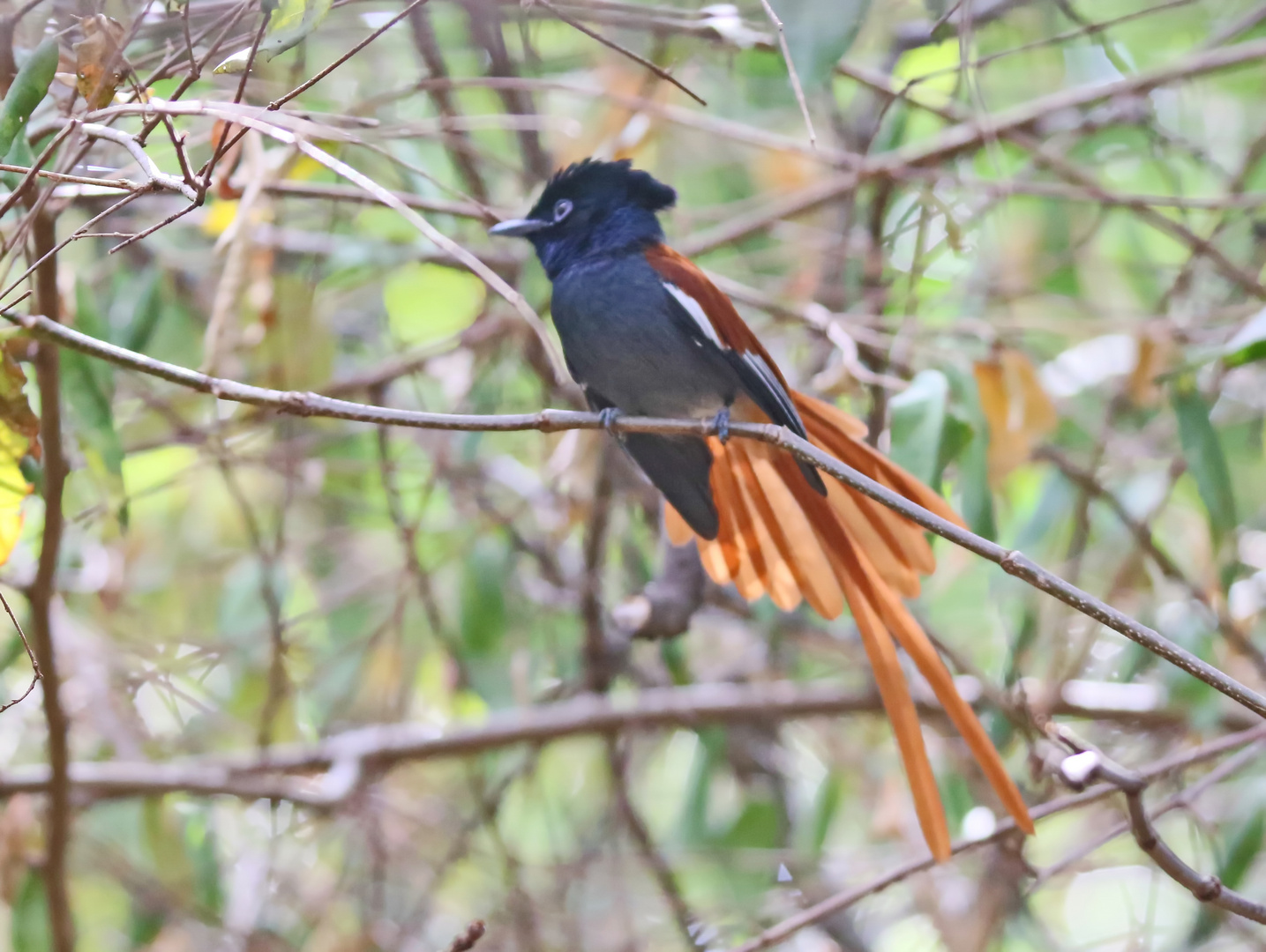 African paradise flycatcher ,Männchen