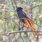 African paradise flycatcher ,Männchen