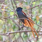 African paradise flycatcher ,Männchen