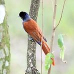 African paradise flycatcher ,Weibchen