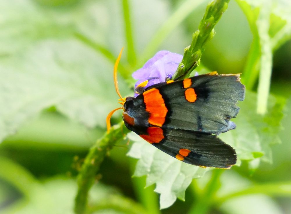 African Peach Moth 